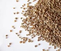 Celery Seed (Apium graveolens) Celery Seed (Apium graveolens)