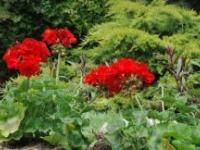 Geranium (Pelargonium gaveolens)