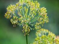 Dill ( Anethum graveolens)