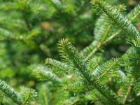 Balsam Fir (Idaho) (Abies balsamea)