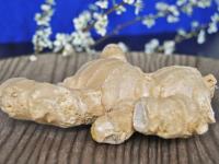 Ginger (Zingiber officinale)