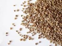 Celery Seed (Apium graveolens)