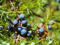 Juniper ( Juniperus osteosperma and J. scopulorum)