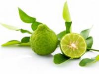 Bergamot (Citrus bergamia)