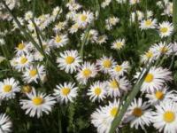 Chamomile, German ( Matricaria recutita)