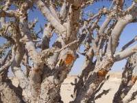 Frankincense (Boswelia carteri)