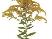 Goldenrod (Solidago canadensis)
