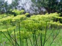 Angelica (Angelica archangelica)