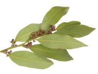 Laurus Nobilis (Bay Laurel)