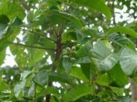 Elemi (Canarium luzonicum)