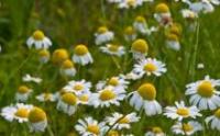 Chamomile, Roman (Chamaemelum nobile)