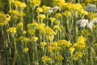 Helichrysum (Helichrysum italicum)