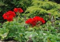 Geranium (Pelargonium gaveolens)