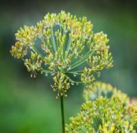 Dill ( Anethum graveolens)