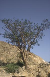 Frankincense, Sacred  (Boswellia sacra)
