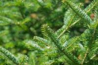 Balsam Fir (Idaho) (Abies balsamea)
