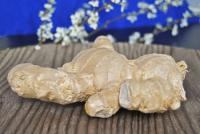 Ginger (Zingiber officinale)