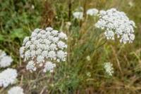 Carrot Seed (Daucus carota)