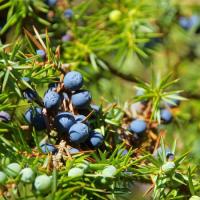 Juniper ( Juniperus osteosperma and J. scopulorum)