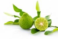 Bergamot (Citrus bergamia)