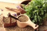 Coriander (Coriandrum sativum)