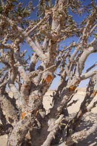 Frankincense (Boswelia carteri)