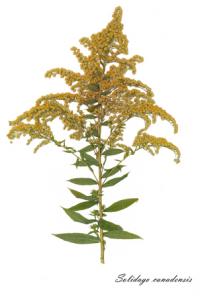 Goldenrod (Solidago canadensis)