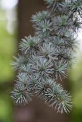 Cedarwood (Cedrus antlantica)