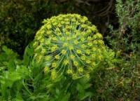 Galbanum (Ferula gummosa)
